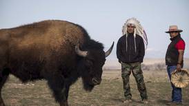 In Wyoming, the Eastern Shoshone tribe decided to classify buffalo as wildlife