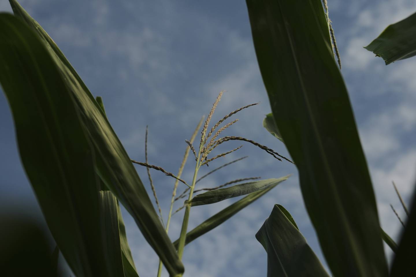 A corn tassel sits on the top of a corn plant in Nottawa, Michigan.