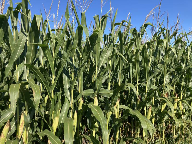 Indiana crop progress for week ending Aug.17,. 2025.