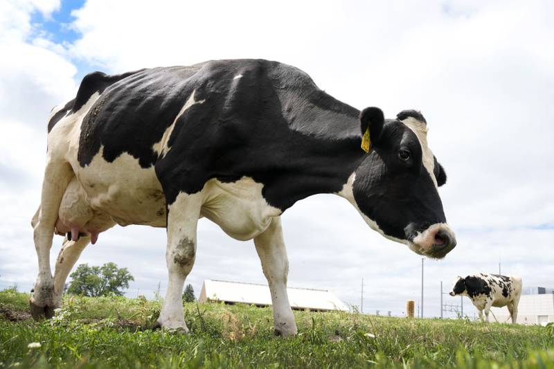 Dairy cows stand in a field outside of a milking barn.