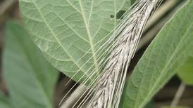 From the Fields: Getting rid of weeds