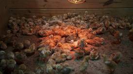 Shipment of thousands of chicks found abandoned in USPS truck now overwhelming an animal shelter