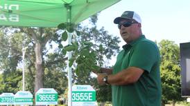 Changing management practices impacts soybean growth