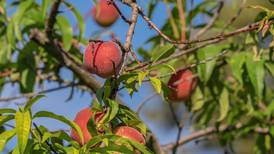 Cold spring means lighter cherry and peach crop