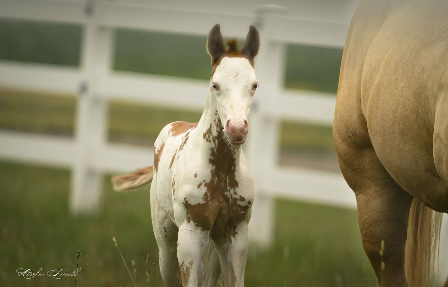 “Baby’s Got Blue Eyes” — Heather Wellman Farrell: “I don’t live the farm life, just drive around with my camera dreaming about it. I came across this beauty nursing from mom in Putnam County recently and had to share someone’s beautiful baby.”