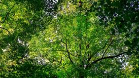 Illinois forestry expert weighs in on U.S. Forest Service reorganization