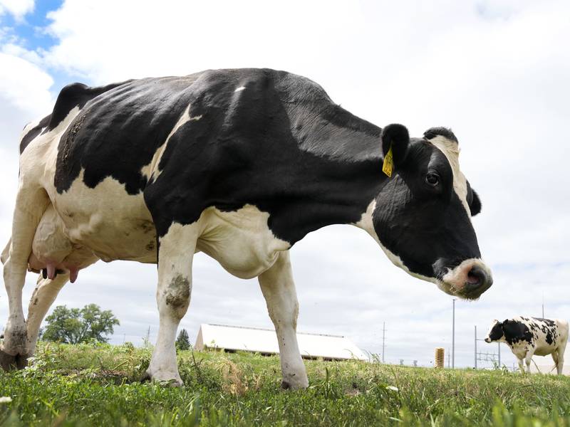 The AgriNews AgriMinute podcast: Record milk production masks underlying strain