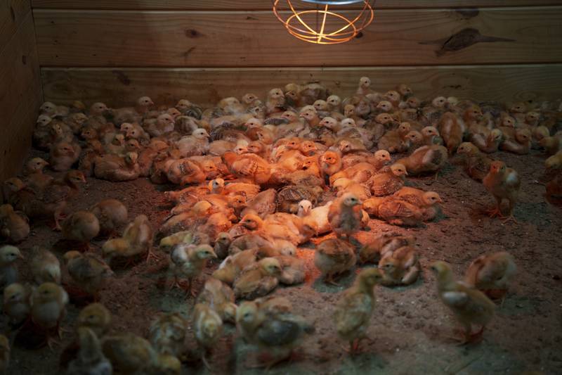 Hundreds of chicks mill around a stall at First State Animal Center and SPCA in Camden, Delaware.