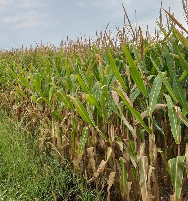 Illinois Crop Progress