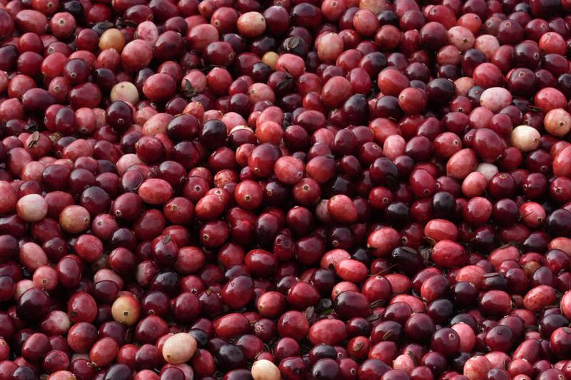 Cranberries float while being harvested at Rocky Meadow Bog in Middleborough, Massachusetts.