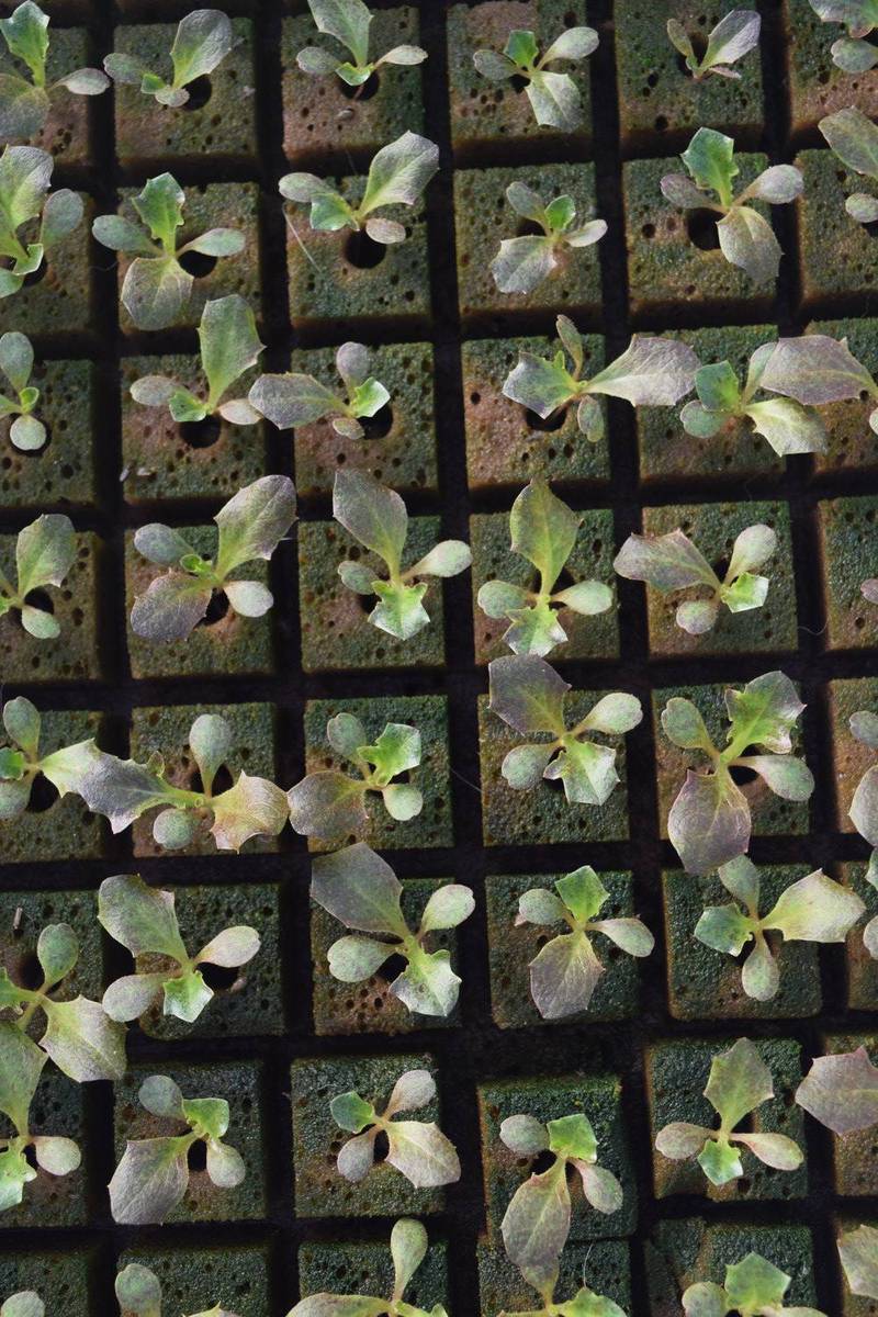 The 2024 Census of Horticultural Specialties report is the only source of detailed production and sales data for floriculture, nursery and specialty crops for the United States.