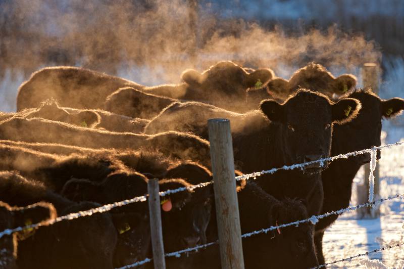 Manage bovine respiratory disease this winter with cold stress management and animal husbandry.