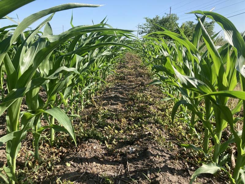 Indiana crop progress for July 4, 2025.