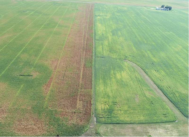 This cornfield shows stress symptoms along the western edge of the field, with soybeans in the neighboring field.