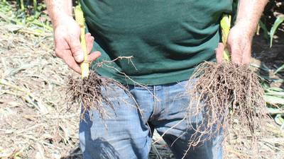 Corn rootworms active in northern Illinois fields