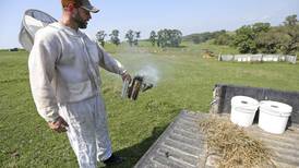 Beekeeper: Tending hives is fun despite occasional stings