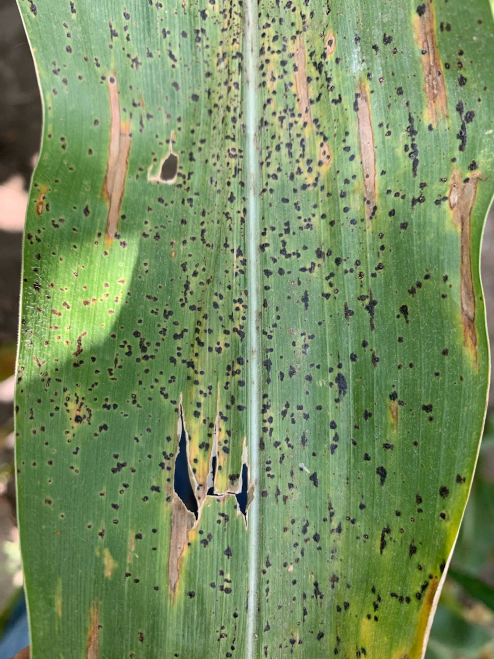 Tar spot followed heavy rain patterns AgriNews
