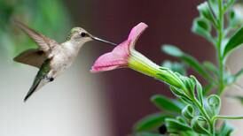 Calendar: Learn about backyard birds