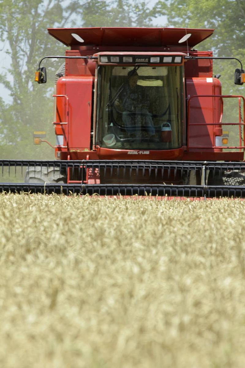 A central Illinois farmer uses a combine to harvest his winter wheat crop.