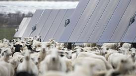 Solar farms are booming in the U.S. and putting thousands of hungry sheep to work