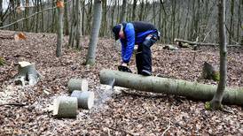 Calendar: Learn about the safe use of chainsaws
