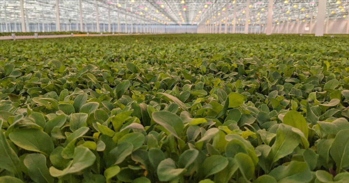 Hydroponics operation is able to grow leafy greens all year long AgriNews
