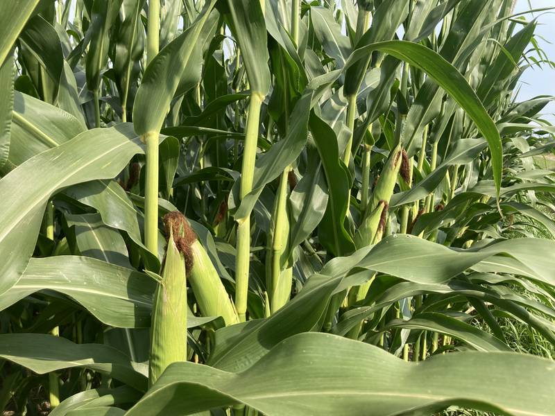 Indiana crop progress for week ending 
Aug. 3.