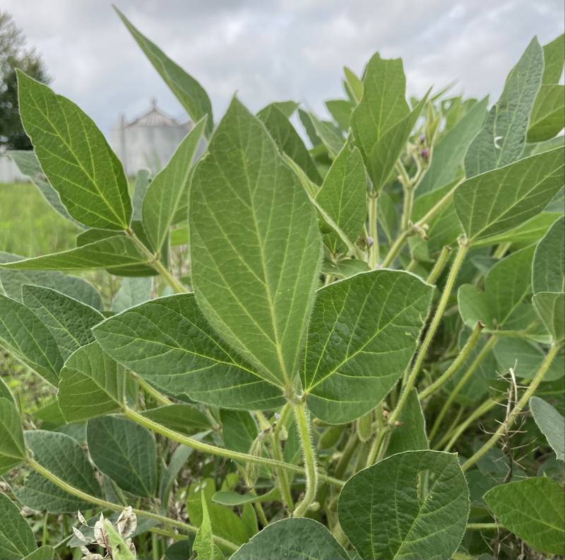 Illinois crop progress.
