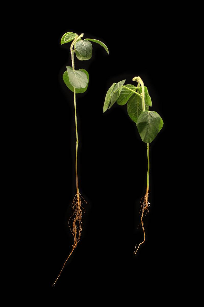 Although soybeans can outgrow the side effects from early-season aboveground stress, they may not fully recover from the lower yield potential caused by belowground stress affecting the roots.