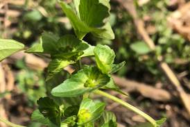 The AgriNews AgriMinute podcast: Keep an eye out for Asian copperleaf