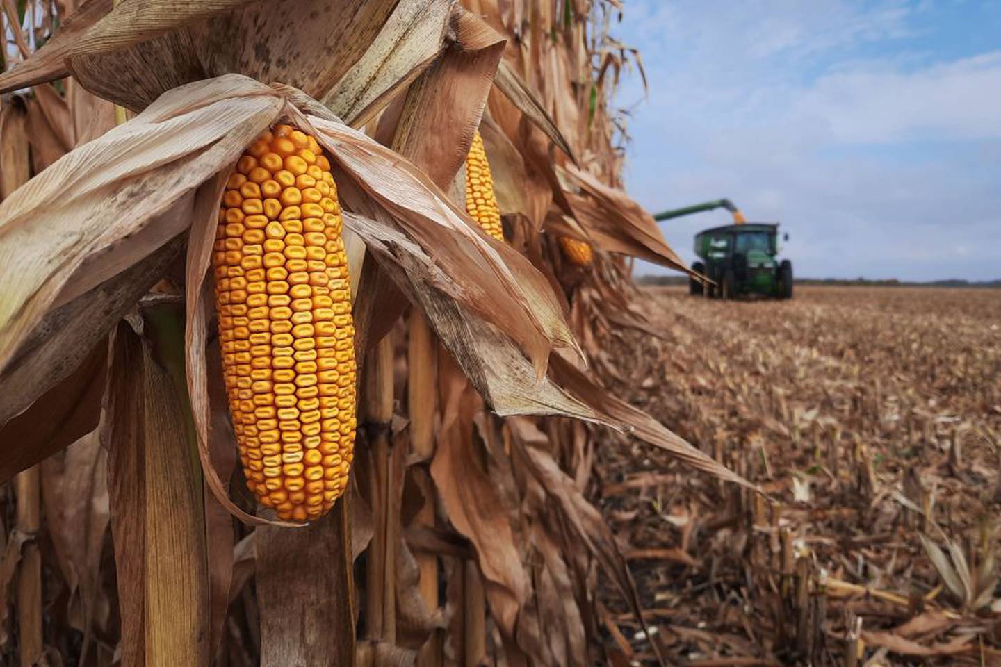 Corn — First place: “Minnesota Corn Harvest” by Kari Schiefelbein.