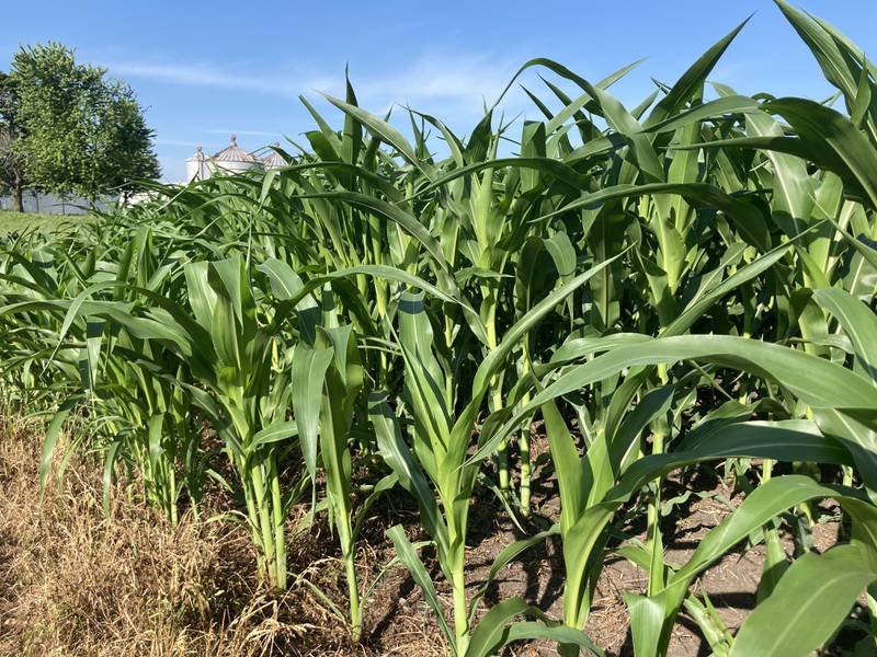 Illinois crop progress for week ending June 29.