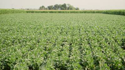 Farmers needed for soybean sulfur management trials