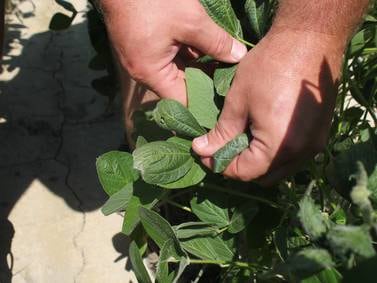 EPA approves restrictive OTT dicamba label