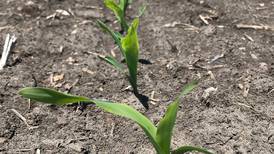 Management tips for corn-on-corn acres
