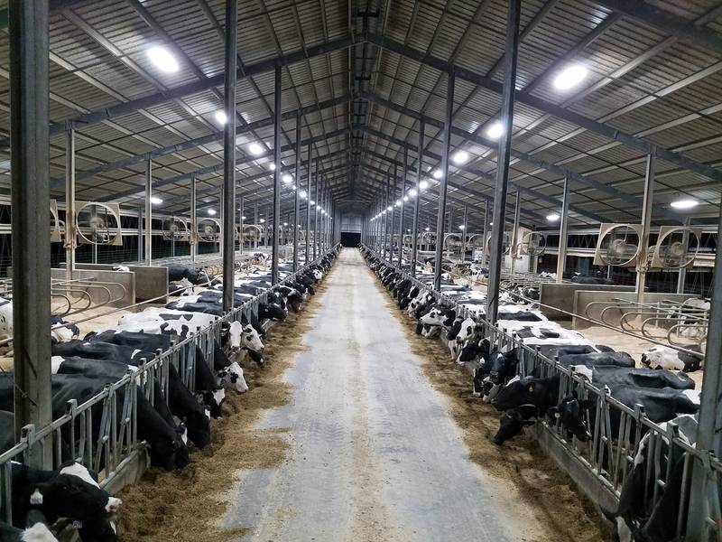 Cows eat at Francis Lindauer and Sons Dairy Farm in Ferdinand, Indiana. Many modern dairy farms use a climate-controlled barn where cows move about as they choose. The barns are equipped with fans, misters, soft bedding like sand, mattresses and waterbeds to keep them comfortable.