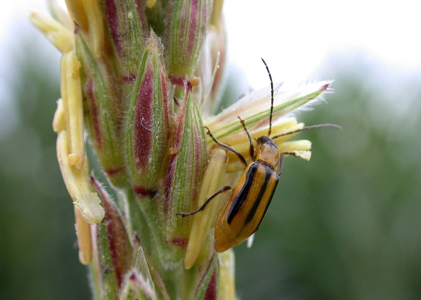 Corn that has been genetically engineered to resist corn rootworms like this one has become increasingly less effective.