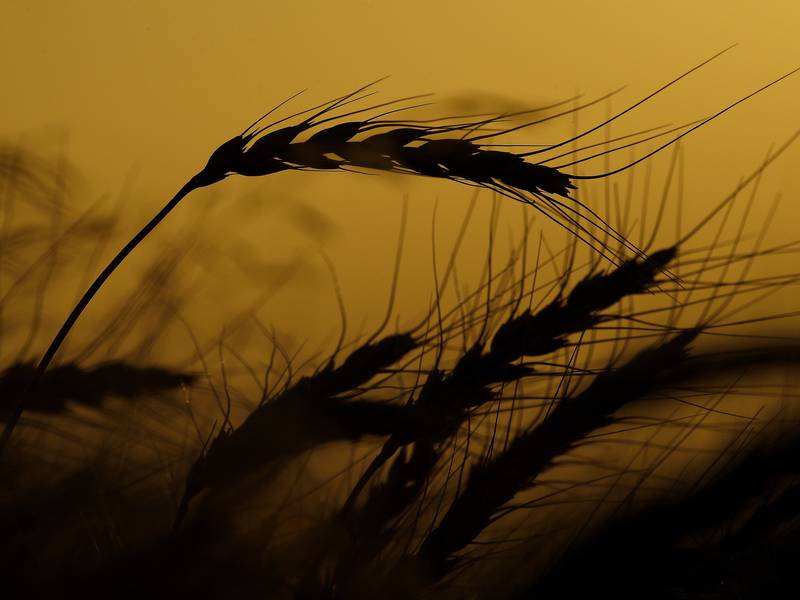 Slight decline in winter wheat acres