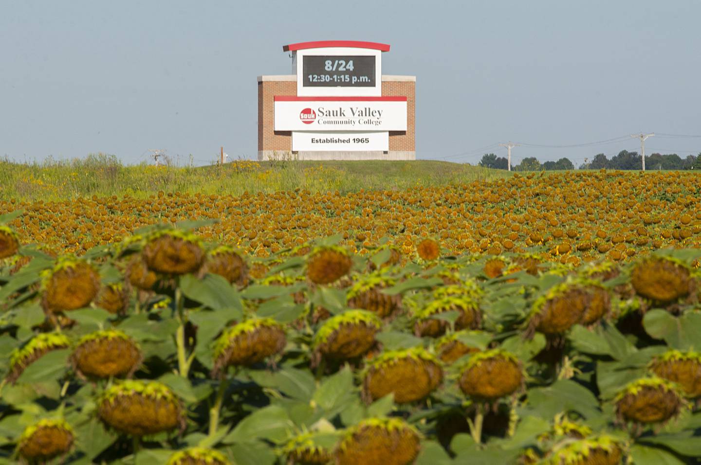 A patch of sunflowers, planted by the ag class at Sauk Valley Community College, sits proudly on display outside of the school.