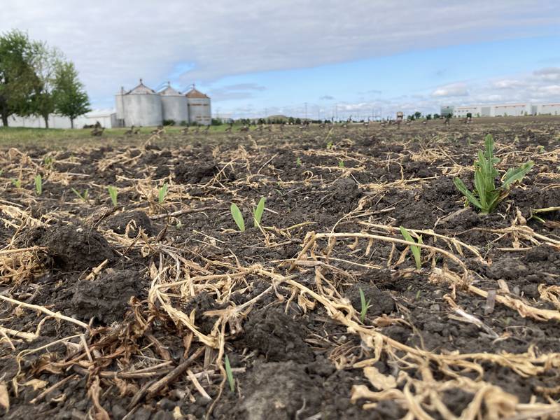 Illinois crop progress May 23, 2025.
