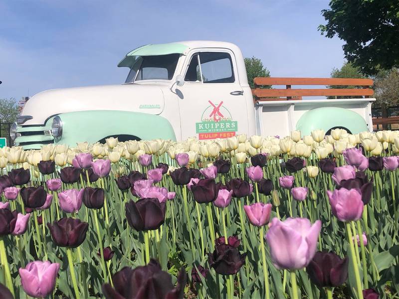 1 million blooms at Kuipers Midwest Tulip Fest opening on April 17