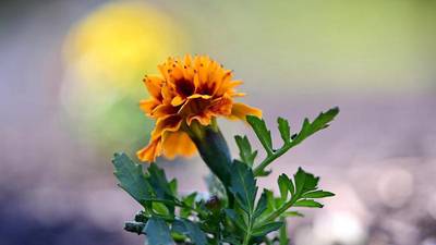 Extension Notebook: Fortify the spring vegetable garden with marigolds, sweet alyssum and nasturtiums