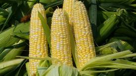 Calendar: Grow a successful sweet corn patch 