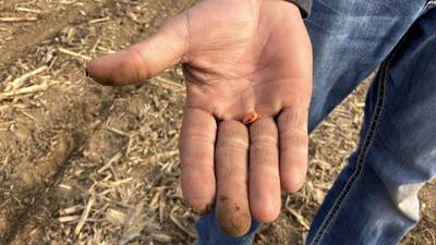 Corn, soybean demand outlook mixed pies