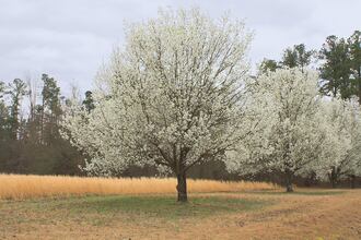 Callery pear trees are an invasive species that can pose harm to the environment.