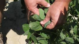 EPA approves restrictive OTT dicamba label