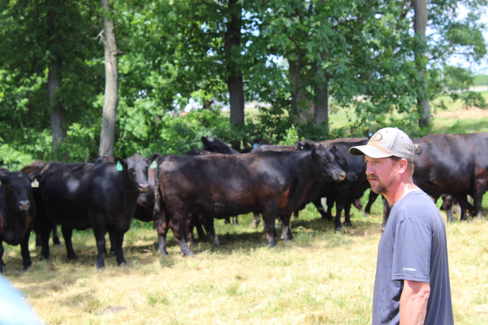 Expansion mode Angus herd, Kress Corporation featured during IBA tour