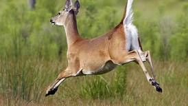 Nuisance deer bill signed into law
