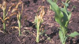 Assessing freeze, frost damage: What to look for, when to look for it