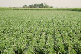 Farmers needed for soybean sulfur management trials